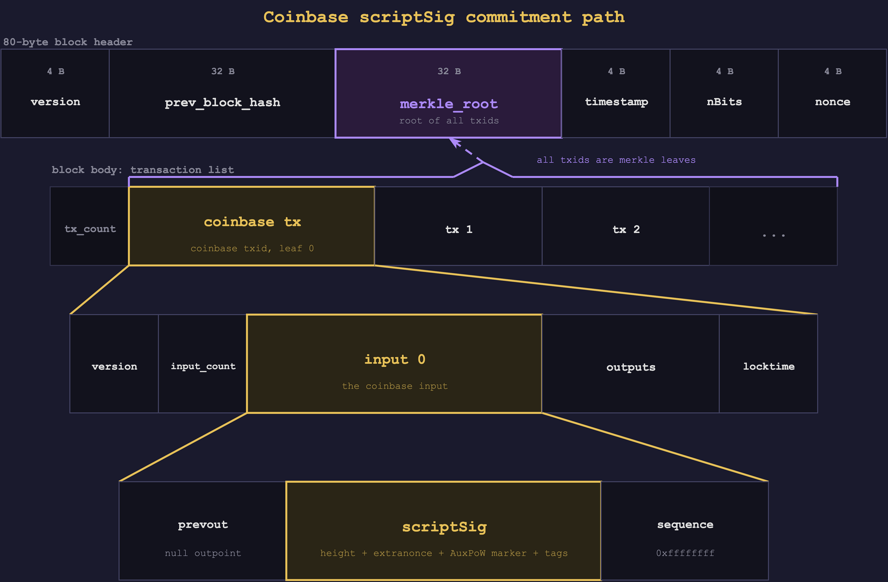 Commitment path from the coinbase input `scriptSig` into the Bitcoin block header. The `scriptSig` sits inside input 0 of the serialised coinbase transaction, the coinbase transaction is the first transaction in the block body, the coinbase txid and all following transaction txids are merkle leaves, and the resulting merkle root is stored in the 80-byte block header.