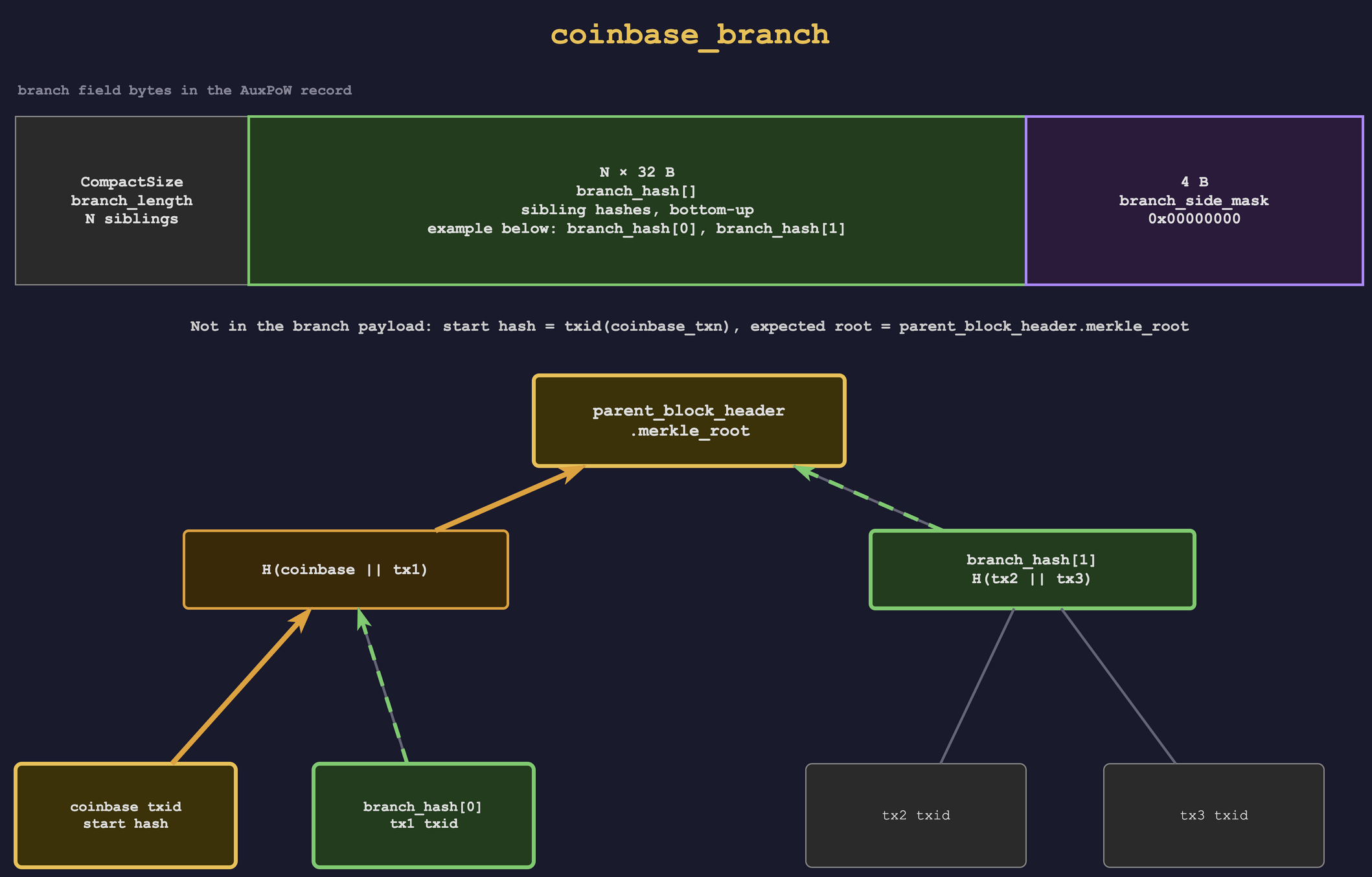 `coinbase_branch` shown as a merkle proof through the parent Bitcoin transaction tree. The branch field carries the CompactSize length, the sibling hashes, and the 4-byte side mask; the coinbase txid and the expected parent header `merkle_root` come from surrounding AuxPoW data.